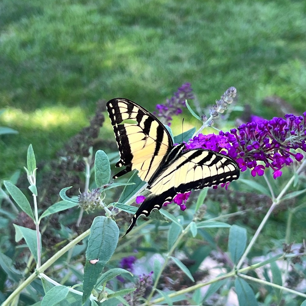 I Love Butterflies and here are a few photos from my butterfly garden.🦋🦋🦋